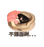 Boston Terrier A-Fu vol.2（個別スタンプ：7）