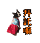 Boston Terrier A-Fu vol.2（個別スタンプ：8）