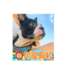 Boston Terrier A-Fu vol.2（個別スタンプ：9）