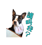 Boston Terrier A-Fu vol.2（個別スタンプ：10）