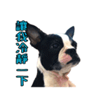 Boston Terrier A-Fu vol.2（個別スタンプ：11）