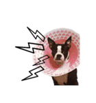 Boston Terrier A-Fu vol.2（個別スタンプ：12）