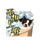 Boston Terrier A-Fu vol.2（個別スタンプ：13）