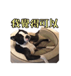 Boston Terrier A-Fu vol.2（個別スタンプ：14）