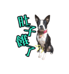 Boston Terrier A-Fu vol.2（個別スタンプ：17）