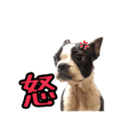 Boston Terrier A-Fu vol.2（個別スタンプ：18）