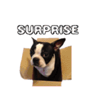 Boston Terrier A-Fu vol.2（個別スタンプ：19）