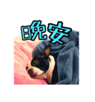 Boston Terrier A-Fu vol.2（個別スタンプ：20）