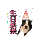 Boston Terrier A-Fu vol.2（個別スタンプ：21）