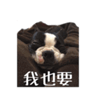 Boston Terrier A-Fu vol.2（個別スタンプ：22）