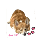 Corgi sweeties（個別スタンプ：2）