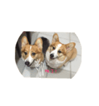 Corgi sweeties（個別スタンプ：4）