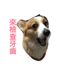 Corgi sweeties（個別スタンプ：6）