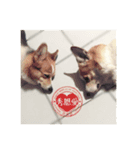 Corgi sweeties（個別スタンプ：8）