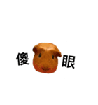 AD guinea pig（個別スタンプ：1）