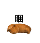 AD guinea pig（個別スタンプ：3）