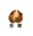 AD guinea pig（個別スタンプ：9）