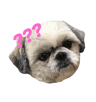 Lily The Fluff Shih Tzu（個別スタンプ：4）