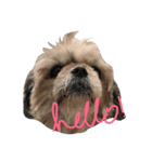 Lily The Fluff Shih Tzu（個別スタンプ：5）