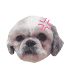 Lily The Fluff Shih Tzu（個別スタンプ：8）