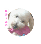 しろい犬スタンプ（個別スタンプ：1）