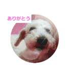 しろい犬スタンプ（個別スタンプ：2）