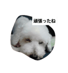 しろい犬スタンプ（個別スタンプ：8）