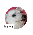 しろい犬スタンプ（個別スタンプ：16）