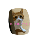 茶トラ猫そらの写真（個別スタンプ：6）