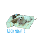 Emoji of Cooper（個別スタンプ：1）