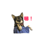 Emoji of Cooper（個別スタンプ：7）