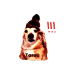 dog-tarou.（個別スタンプ：2）