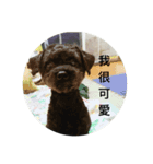 Dogdogco（個別スタンプ：6）