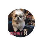 Shih Tzu Capu（個別スタンプ：1）