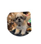 Shih Tzu Capu（個別スタンプ：2）