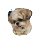 Shih Tzu Capu（個別スタンプ：3）