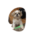 Shih Tzu Capu（個別スタンプ：4）