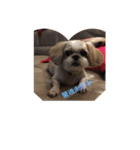 Shih Tzu Capu（個別スタンプ：6）