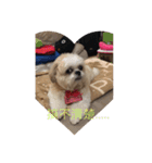 Shih Tzu Capu（個別スタンプ：7）