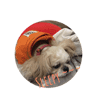 Shih Tzu Capu（個別スタンプ：11）