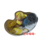 Grey Wool with Little Yellow Parrot（個別スタンプ：4）