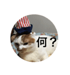 cat is kotachan（個別スタンプ：1）