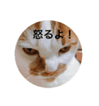 cat is kotachan（個別スタンプ：2）