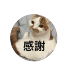 cat is kotachan（個別スタンプ：8）