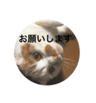 cat is kotachan（個別スタンプ：9）