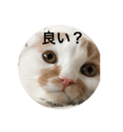 cat is kotachan（個別スタンプ：10）