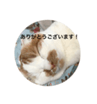 cat is kotachan（個別スタンプ：14）