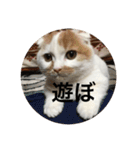 cat is kotachan（個別スタンプ：16）