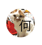 cat is kotachan（個別スタンプ：18）