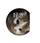 cat is kotachan（個別スタンプ：19）